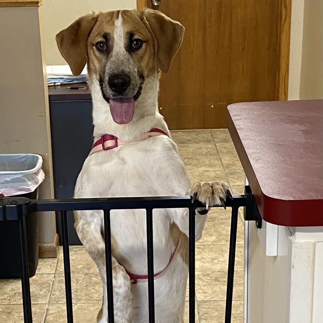 Enlarge Queenie D26-001, a Adoptable mixed breed in Elbow Lake, MN image 3/3