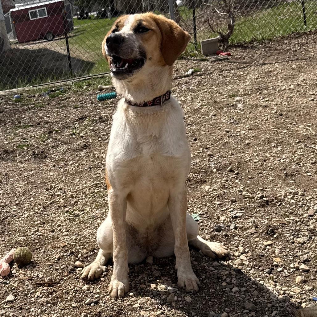 Queenie D26-001, a Adoptable mixed breed in Elbow Lake, MN image 4/5