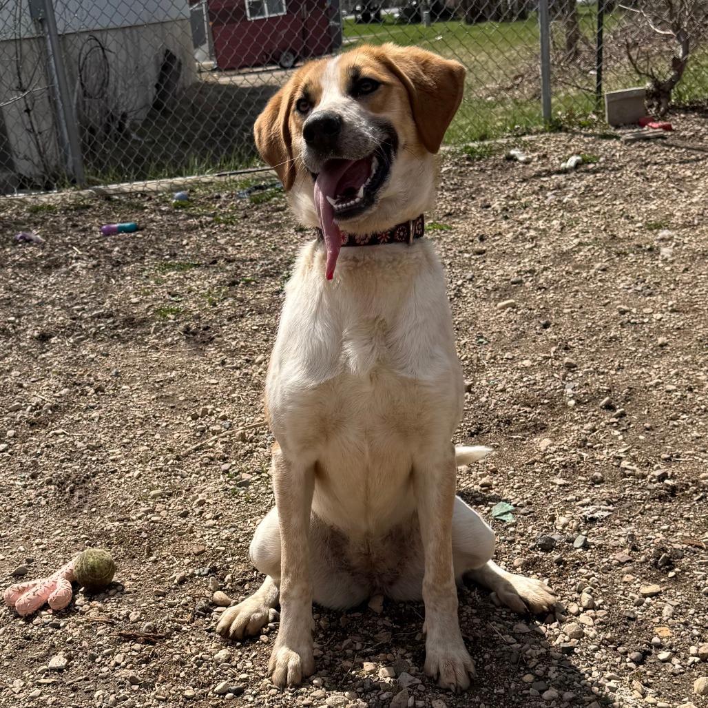 Queenie D26-001, a Adoptable mixed breed in Elbow Lake, MN image 5/5