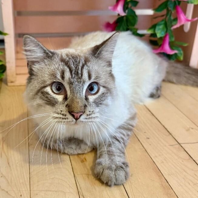 Boss Man — thumbnail 3