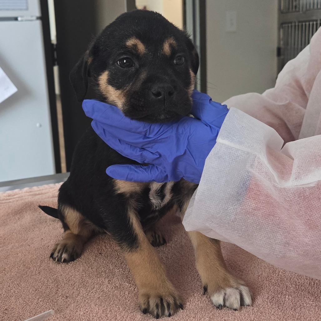 Enlarge Snap, a Adoptable Mixed Breed in Nashville, IN image 1/6