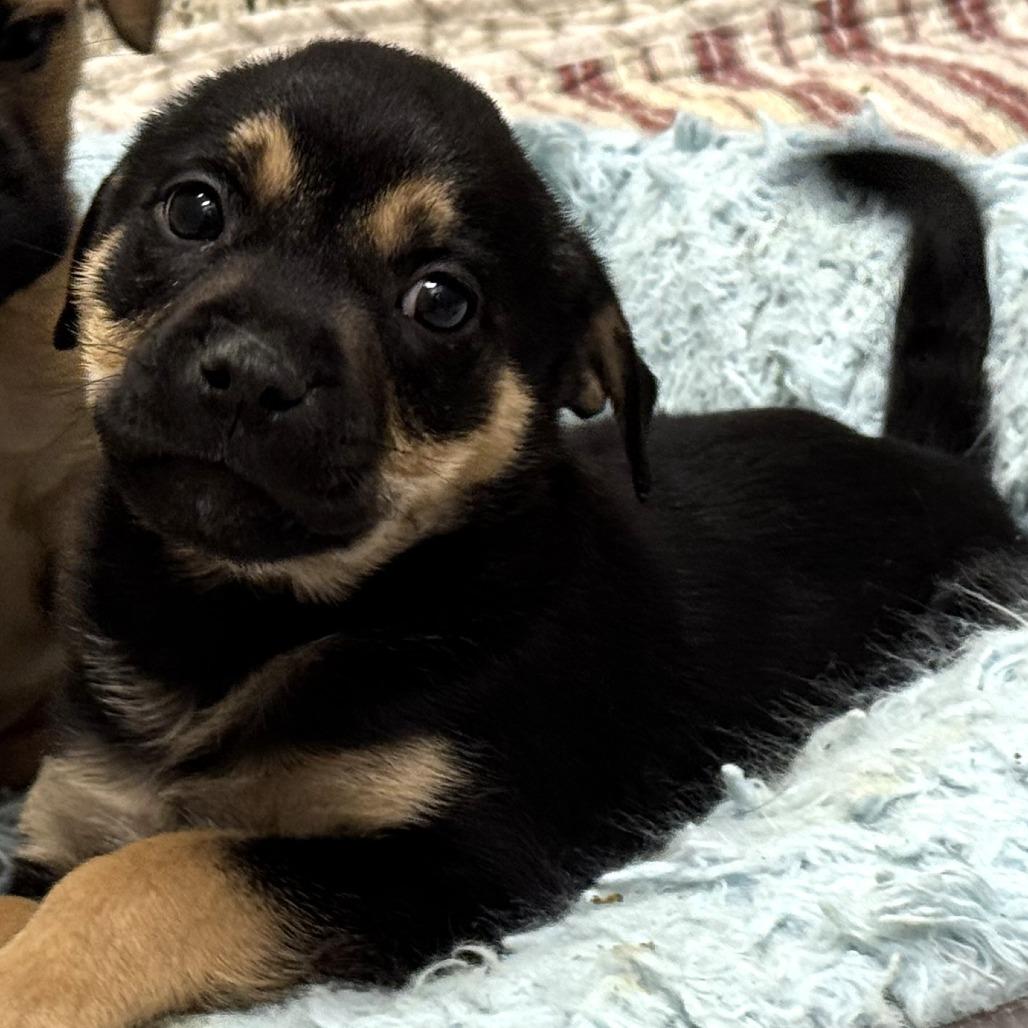 Enlarge Snap, a Adoptable Mixed Breed in Nashville, IN image 3/6