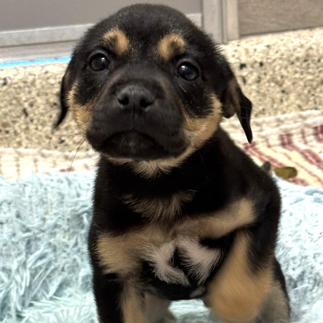 Enlarge Snap, a Adoptable Mixed Breed in Nashville, IN image 4/6