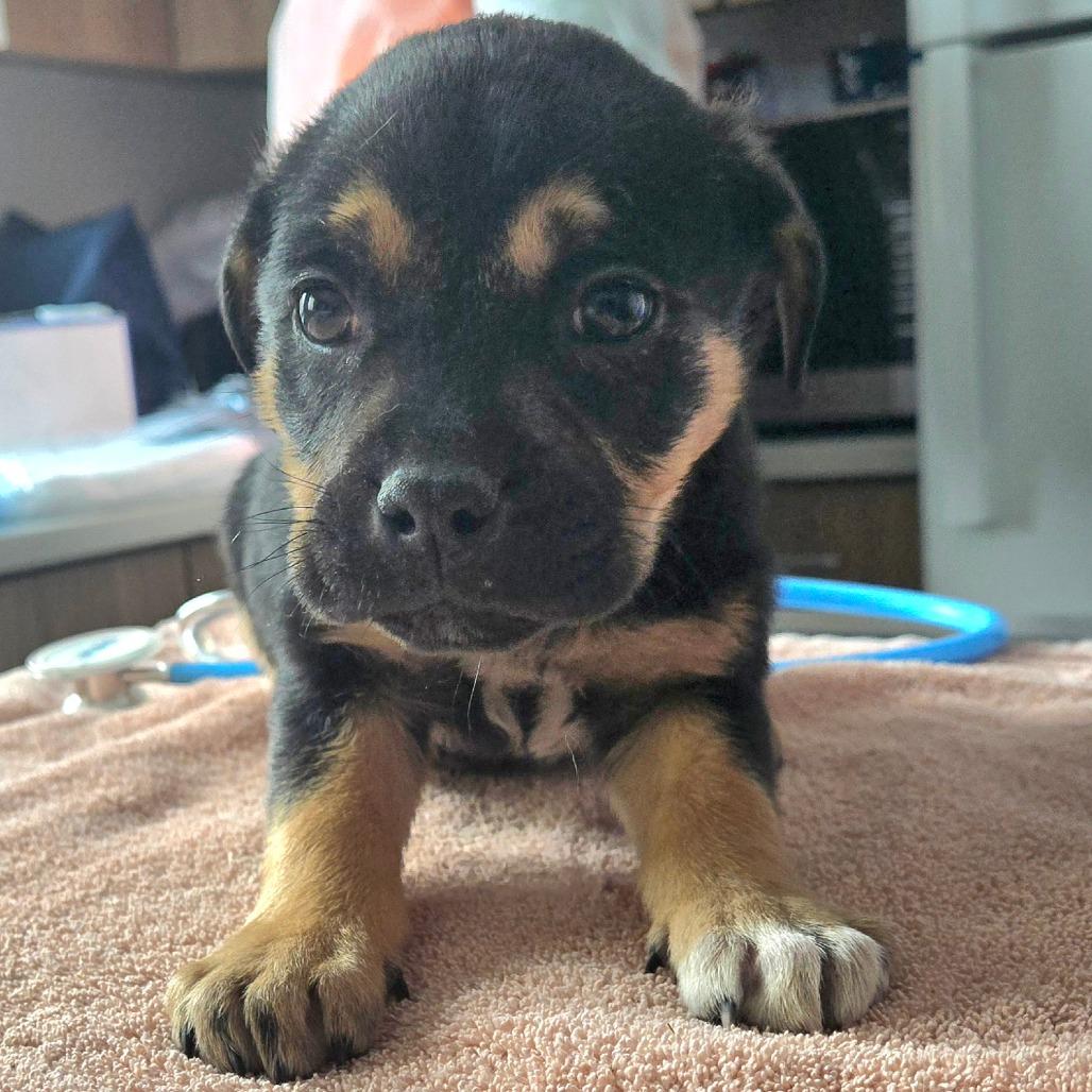 Enlarge Snap, a Adoptable Mixed Breed in Nashville, IN image 5/6