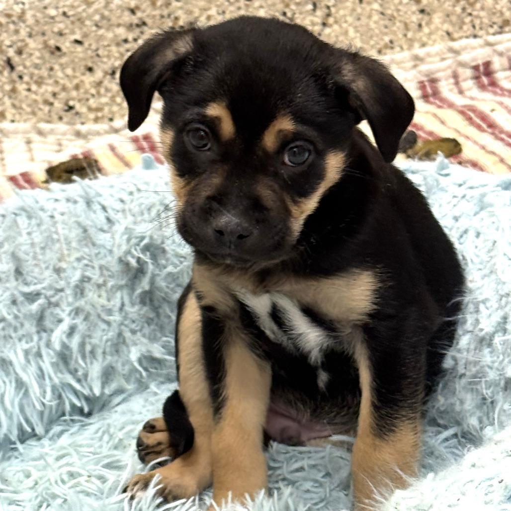 Enlarge Snap, a Adoptable Mixed Breed in Nashville, IN image 6/6