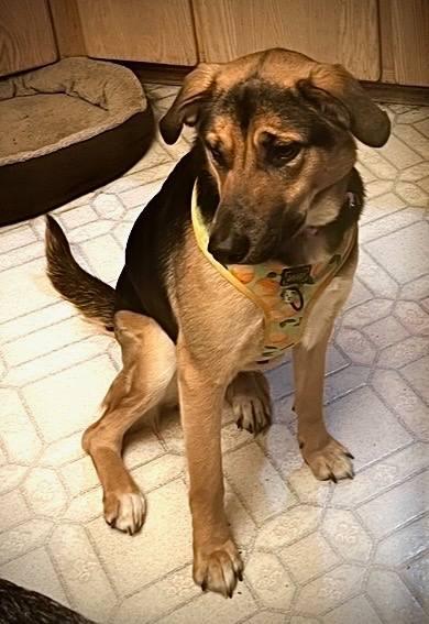 Ella, a Adoptable mixed breed in Roy, WA image 2/3