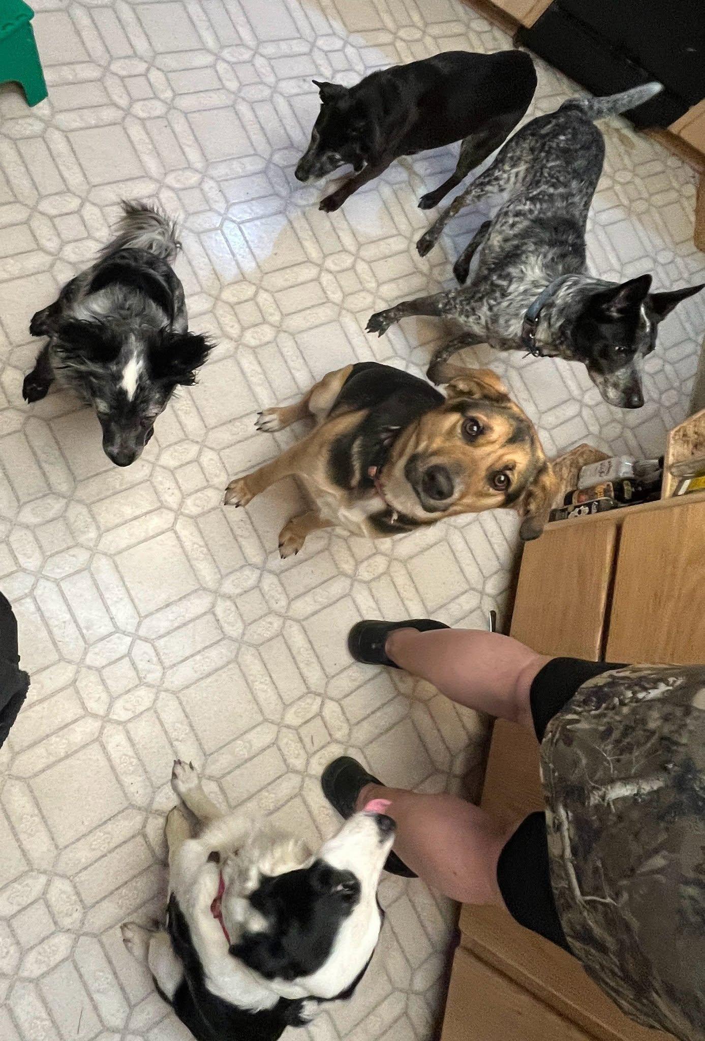 Ella, a Adoptable mixed breed in Roy, WA image 3/3