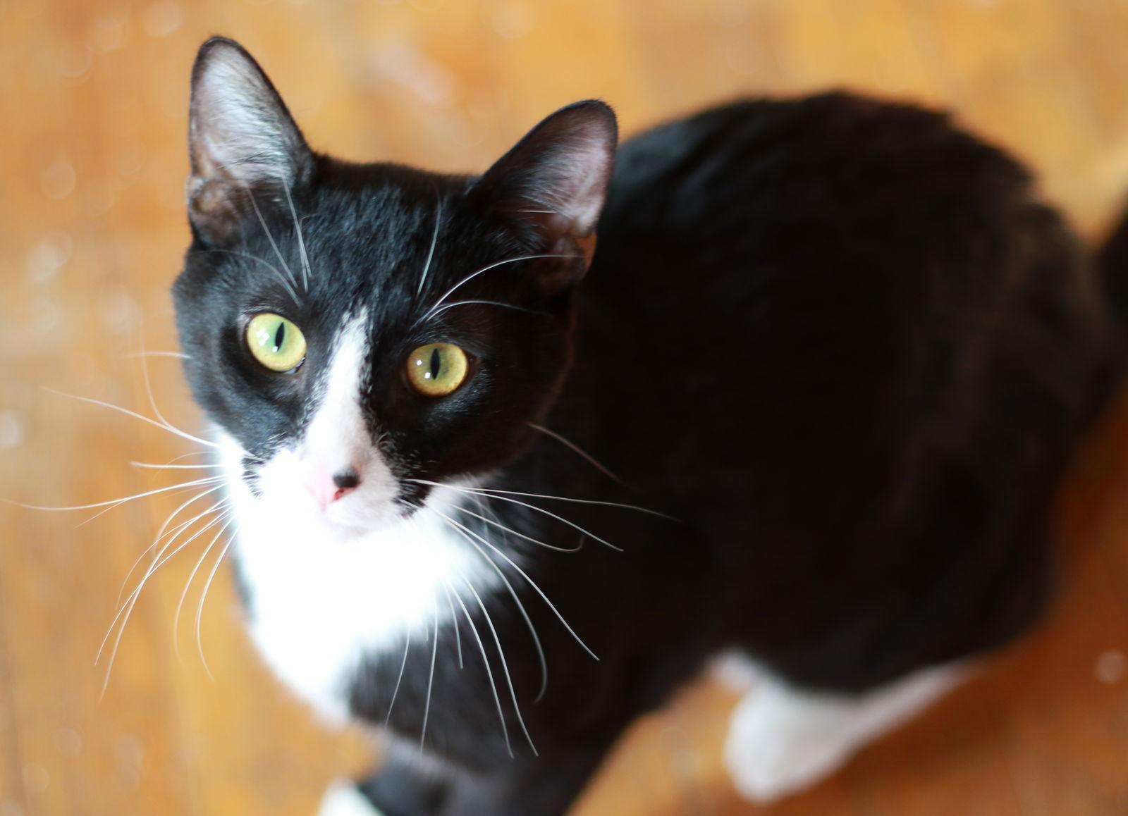 Dusty, Adoptable, Young Male Tuxedo & Domestic Short Hair.