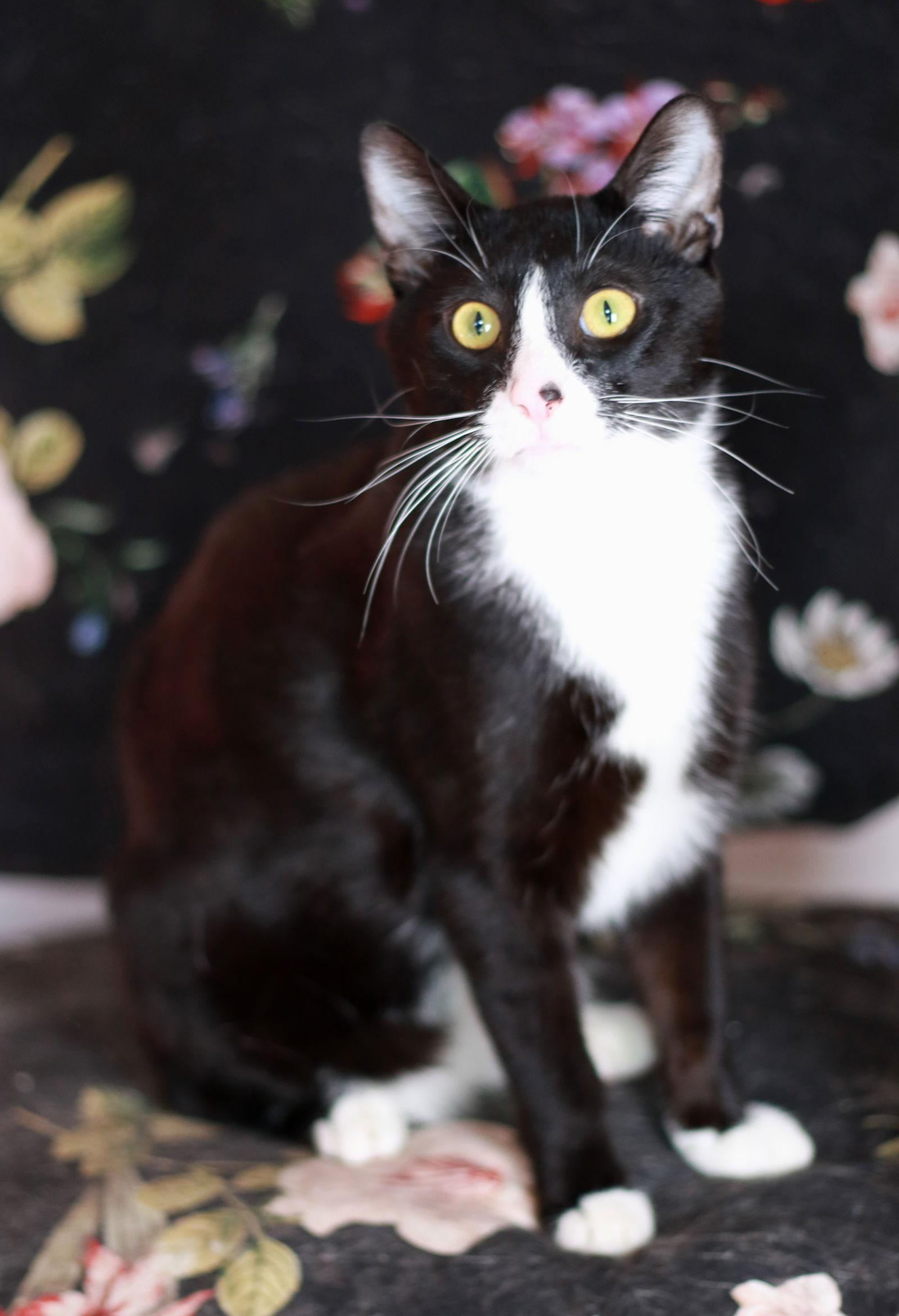 Dusty, a Adoptable mixed breed in Mankato, MN image 2/3