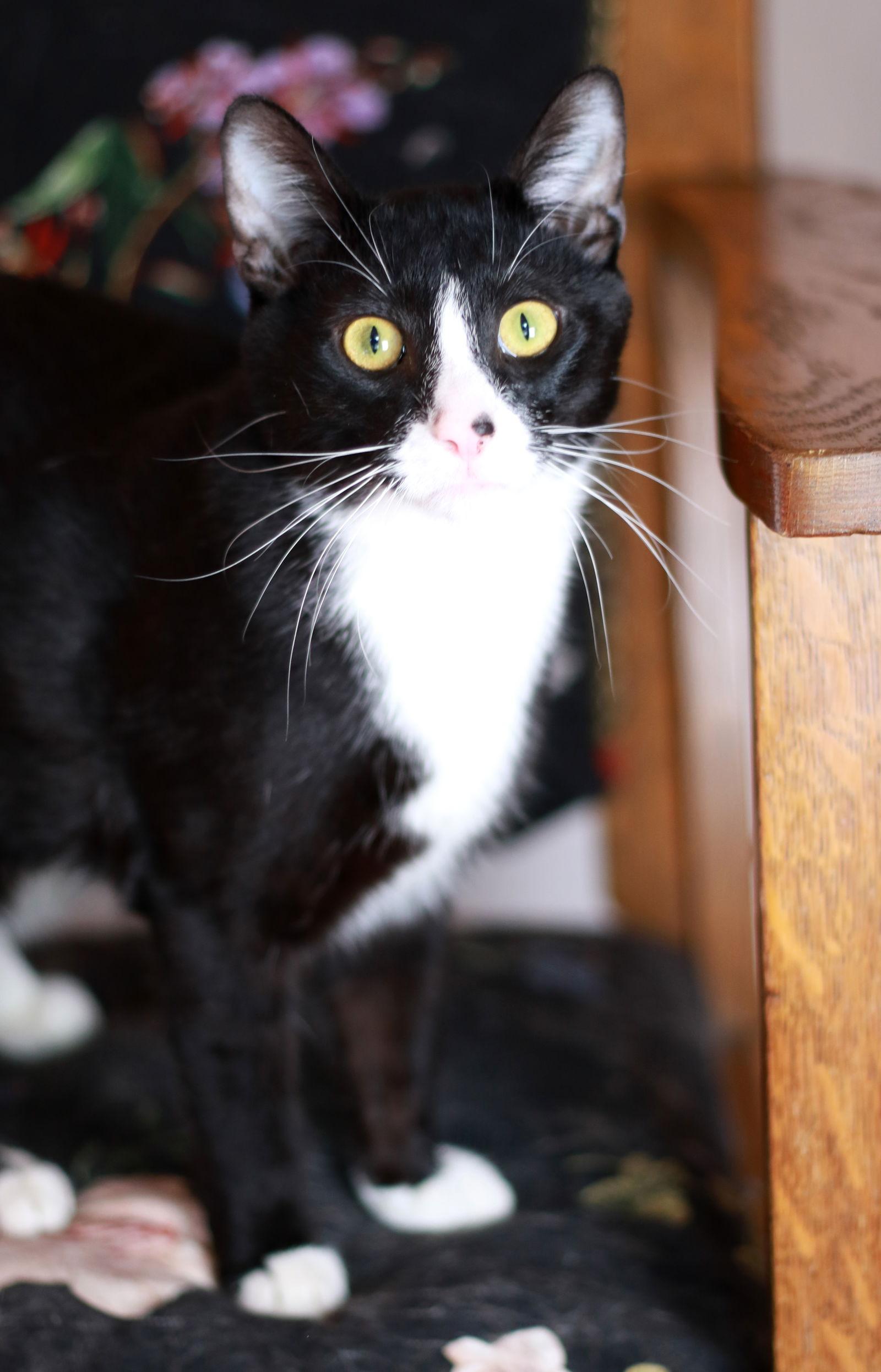 Dusty, a Adoptable mixed breed in Mankato, MN image 3/3
