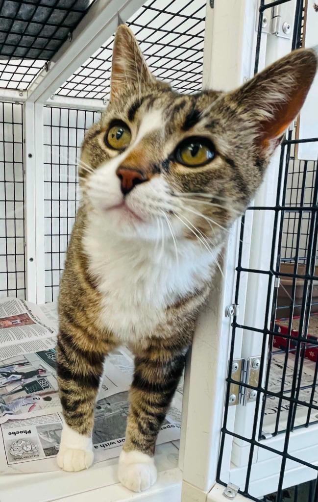 Enlarge Tabi, a Adoptable mixed breed in Green River, WY image 2/6