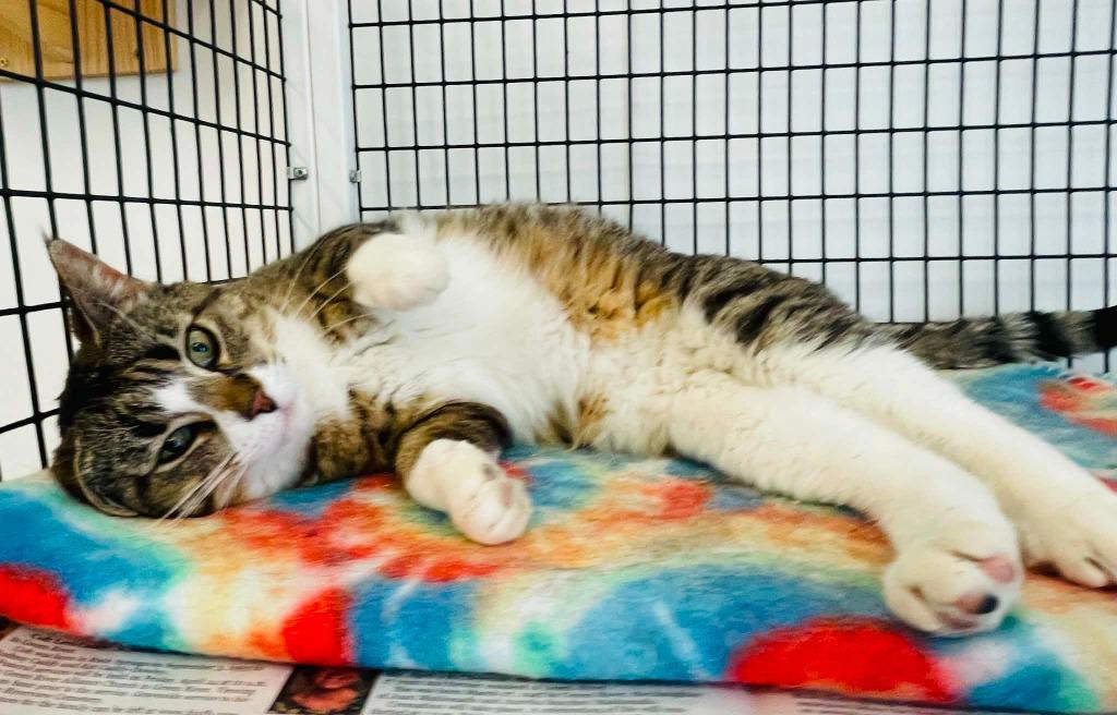 Enlarge Tabi, a Adoptable mixed breed in Green River, WY image 3/6