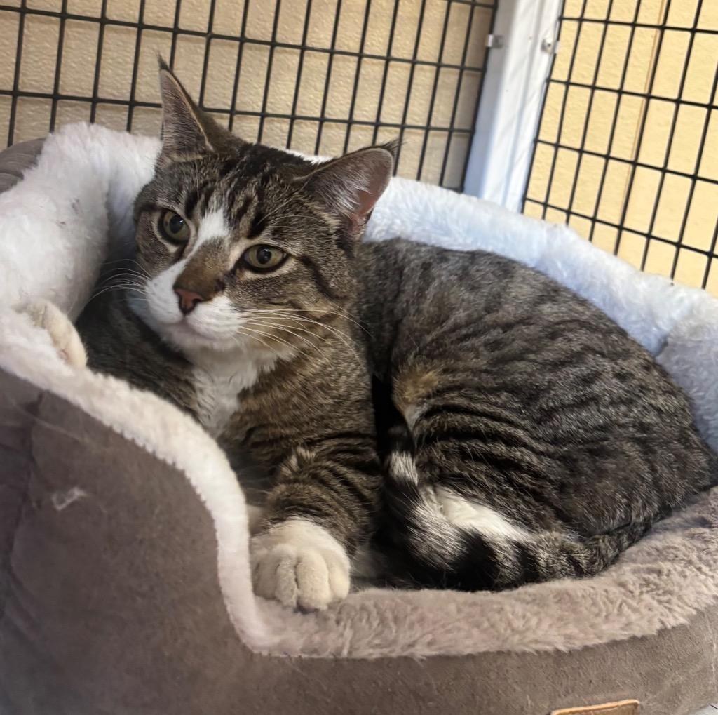 Enlarge Tabi, a Adoptable mixed breed in Green River, WY image 5/6