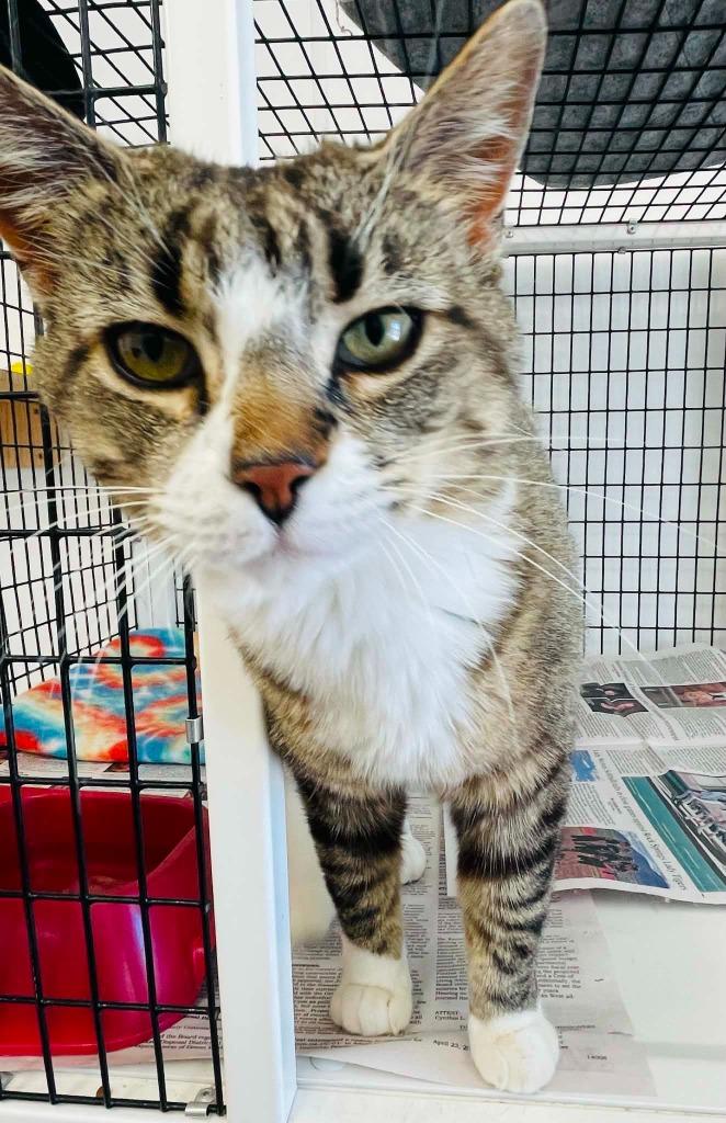 Enlarge Tabi, a Adoptable mixed breed in Green River, WY image 6/6