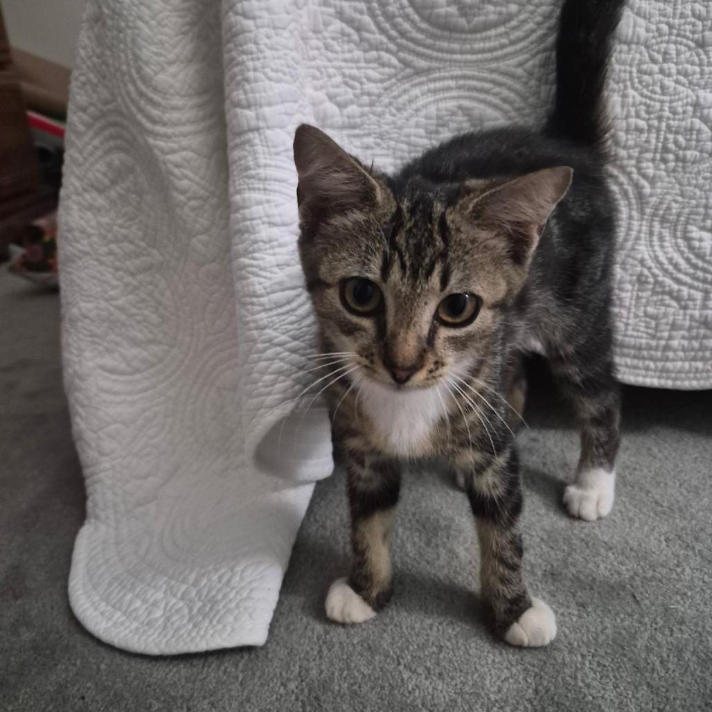 Shoestring, Adoptable, Kitten Male Domestic Short Hair.