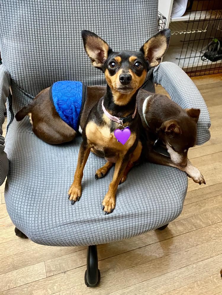 Missy - ADOPTED!, Adopted, Adult Female Miniature Pinscher.