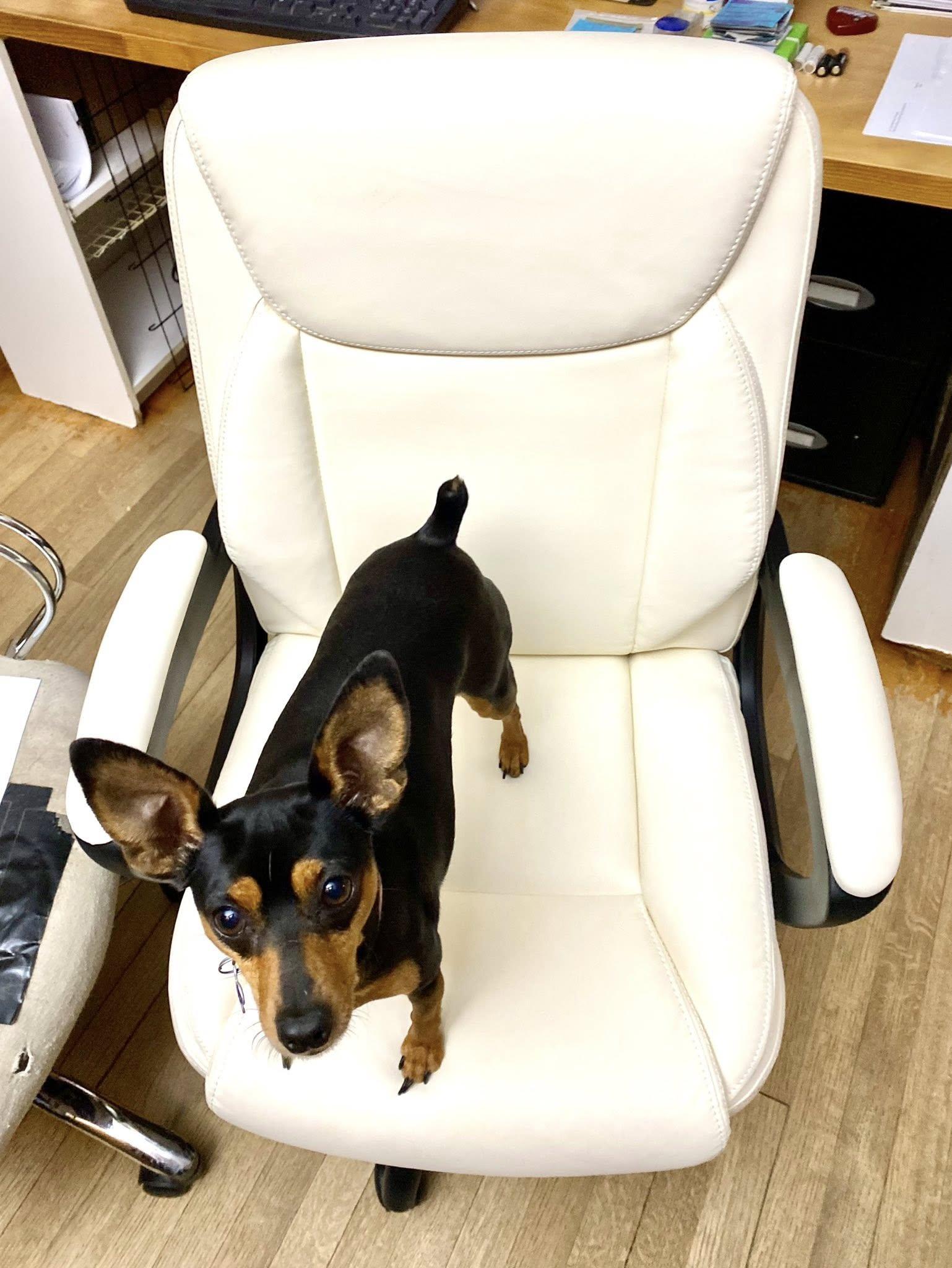 Missy - ADOPTED!, a Adopted Miniature Pinscher in Houston, TX image 5/6