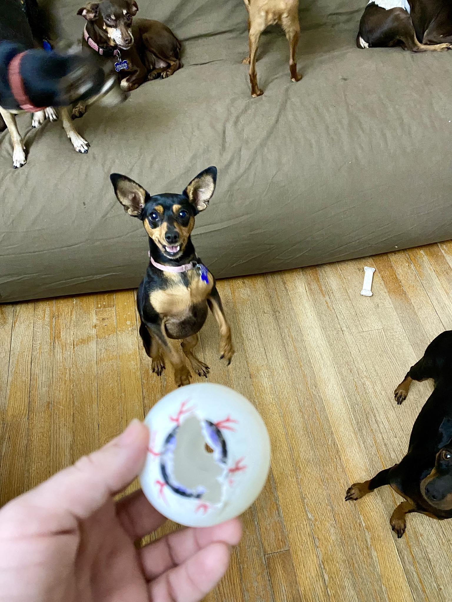 Missy - ADOPTED!, a Adopted Miniature Pinscher in Houston, TX image 6/6