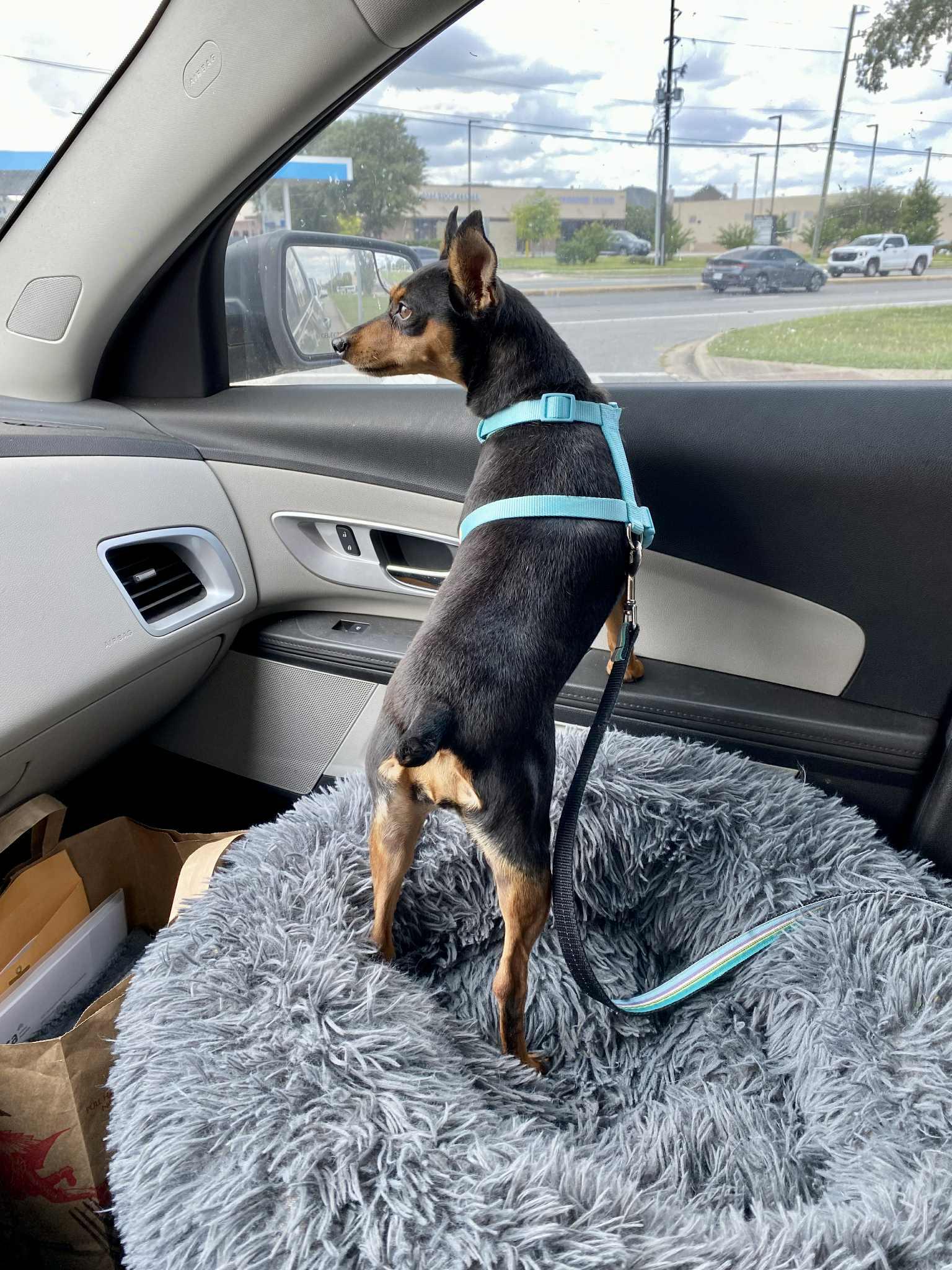 Missy - ADOPTED!, a Adopted Miniature Pinscher in Houston, TX image 2/6