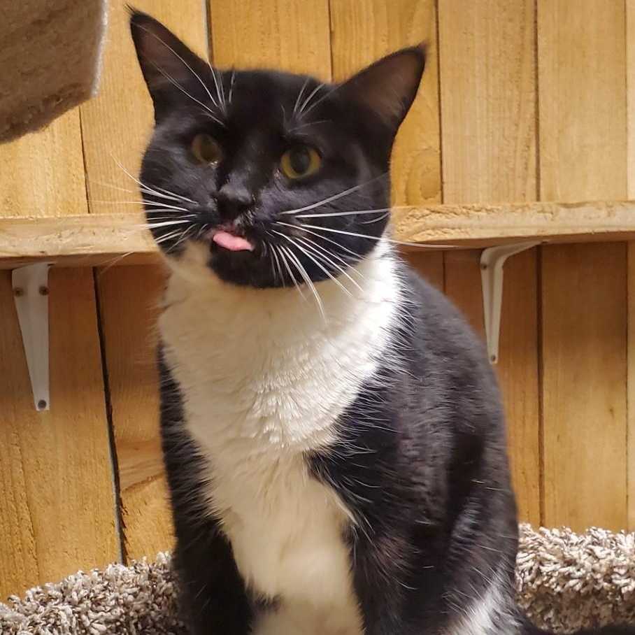 Lorna, an adoptable Domestic Short Hair in Spokane, WA, 99216 | Photo Image 1