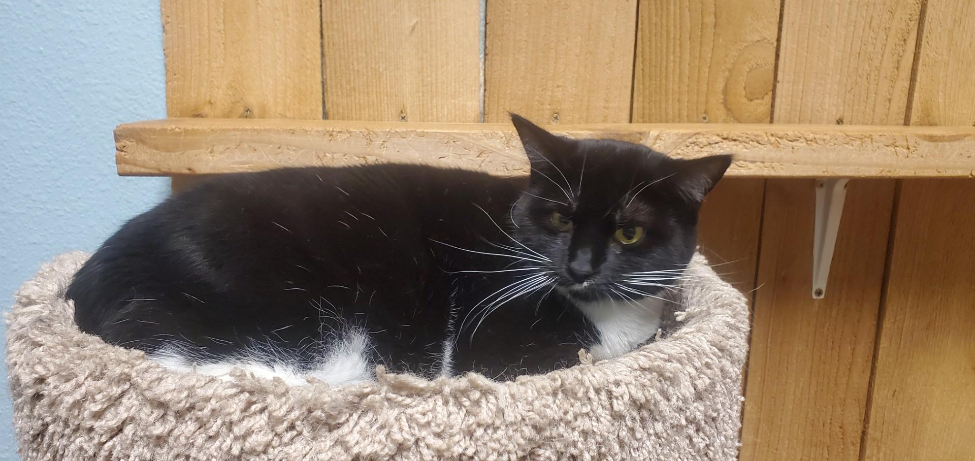 Lorna Domestic Short Hair Cat