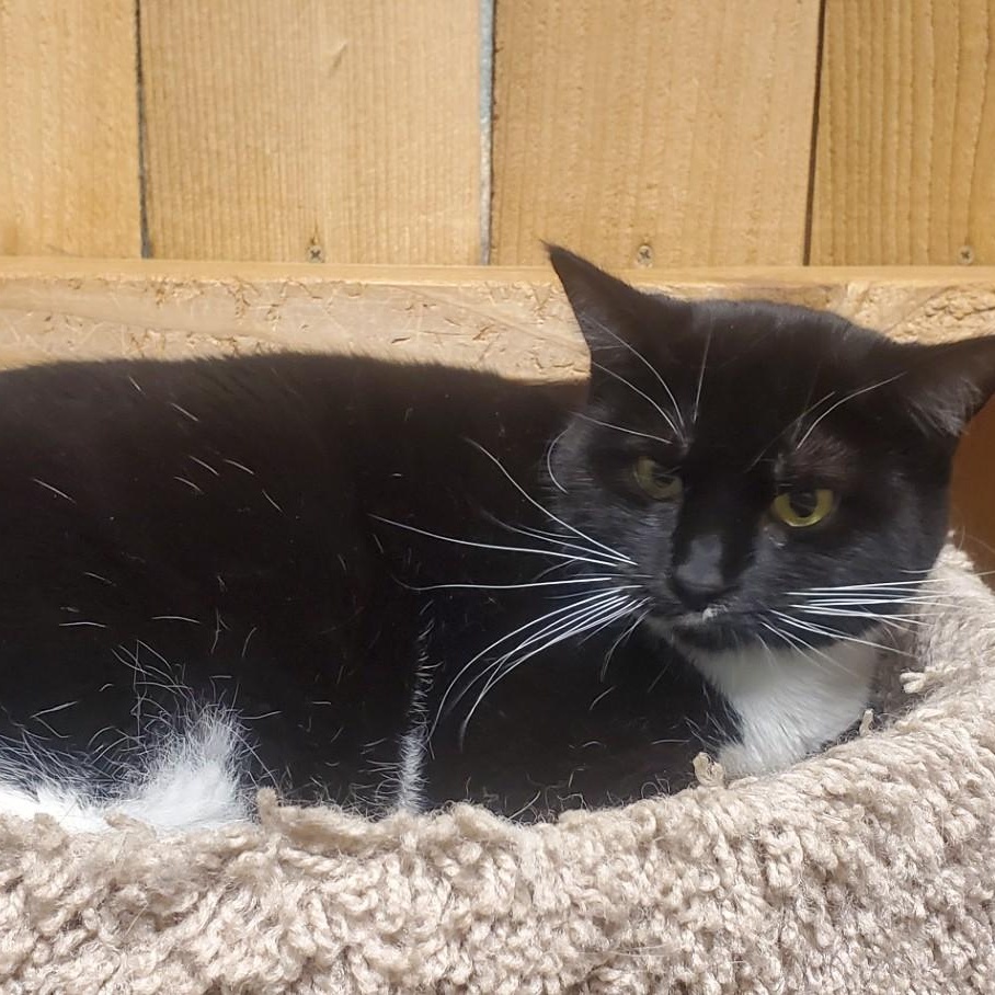 Lorna, an adoptable Domestic Short Hair in Spokane, WA, 99216 | Photo Image 2