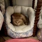 Toulouse, Adoptable, Senior Male American Shorthair.