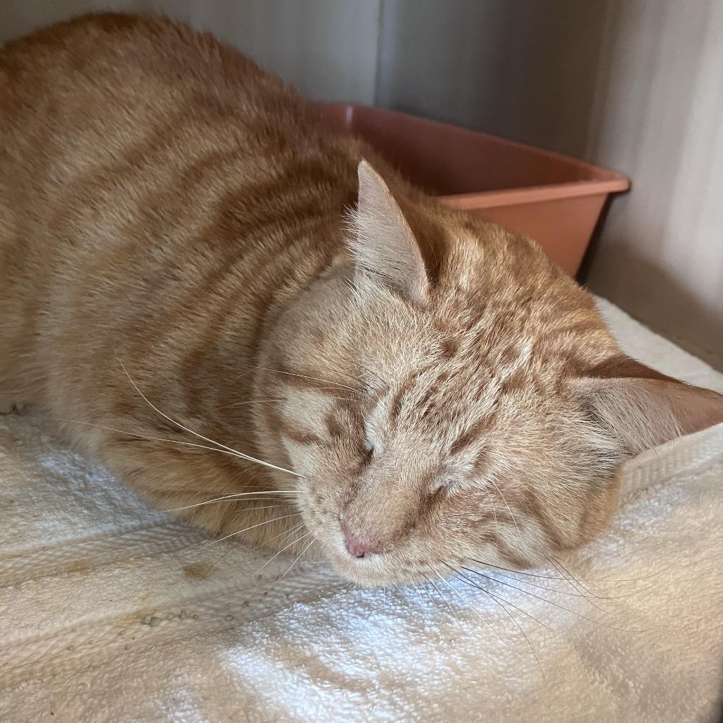 Enlarge Toulouse, a Adoptable American Shorthair in Freeport, FL image 2/3