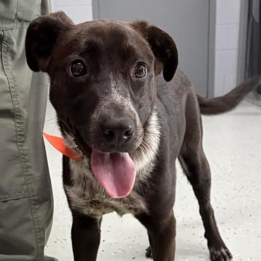 Enlarge Pebbles, a Adoptable mixed breed in Marion, VA image 1/1