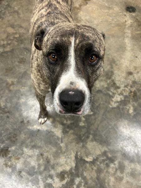 Enlarge Toby, a Adoptable mixed breed in Osage Beach, MO image 1/1