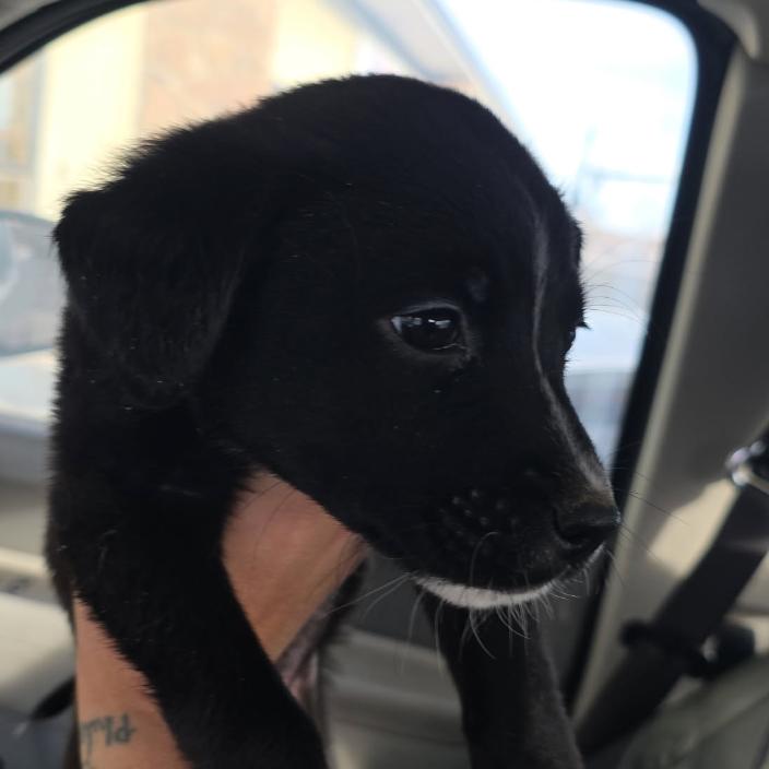 MoonBeam, Adoptable, Puppy Female Mixed Breed & Border Collie.