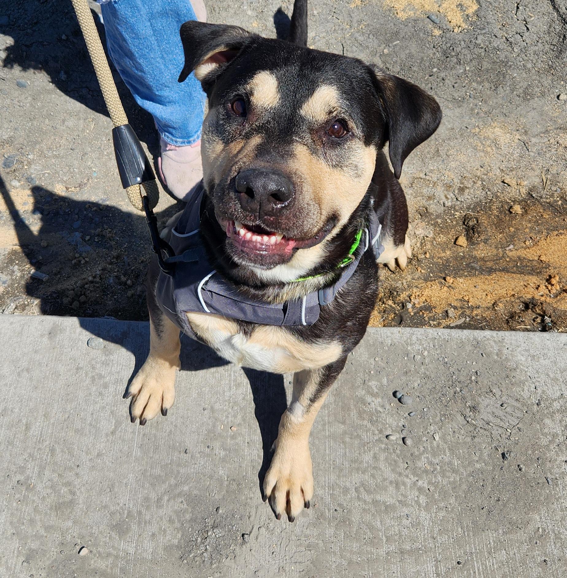 Enlarge Zeus, a ADOPTABLE mixed breed in Billings, MT image 1/1