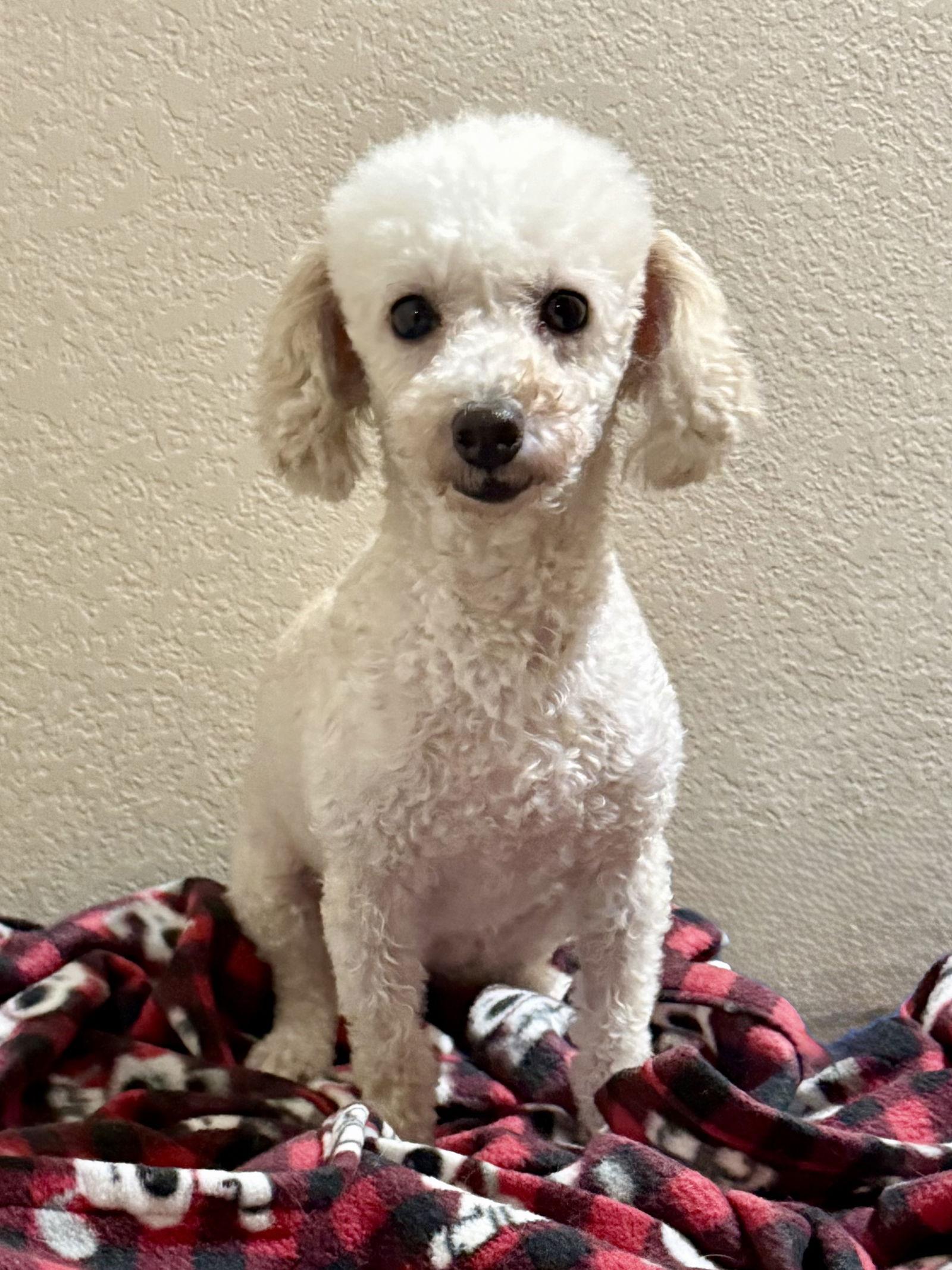London, Adoptable, Adult Female Poodle.