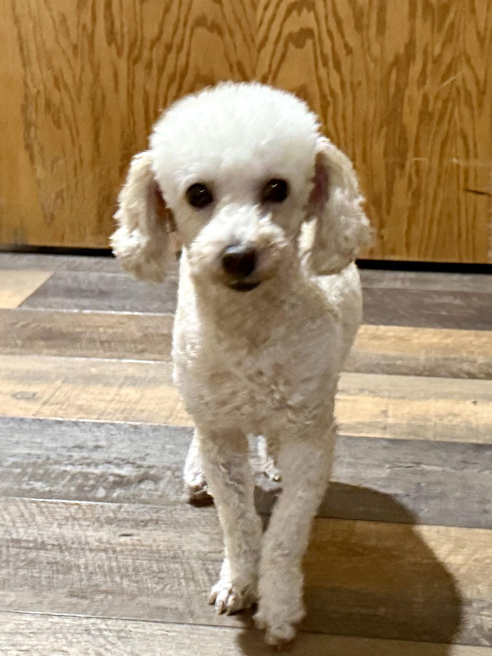London, a Adoptable Poodle in Brandon, SD image 3/3