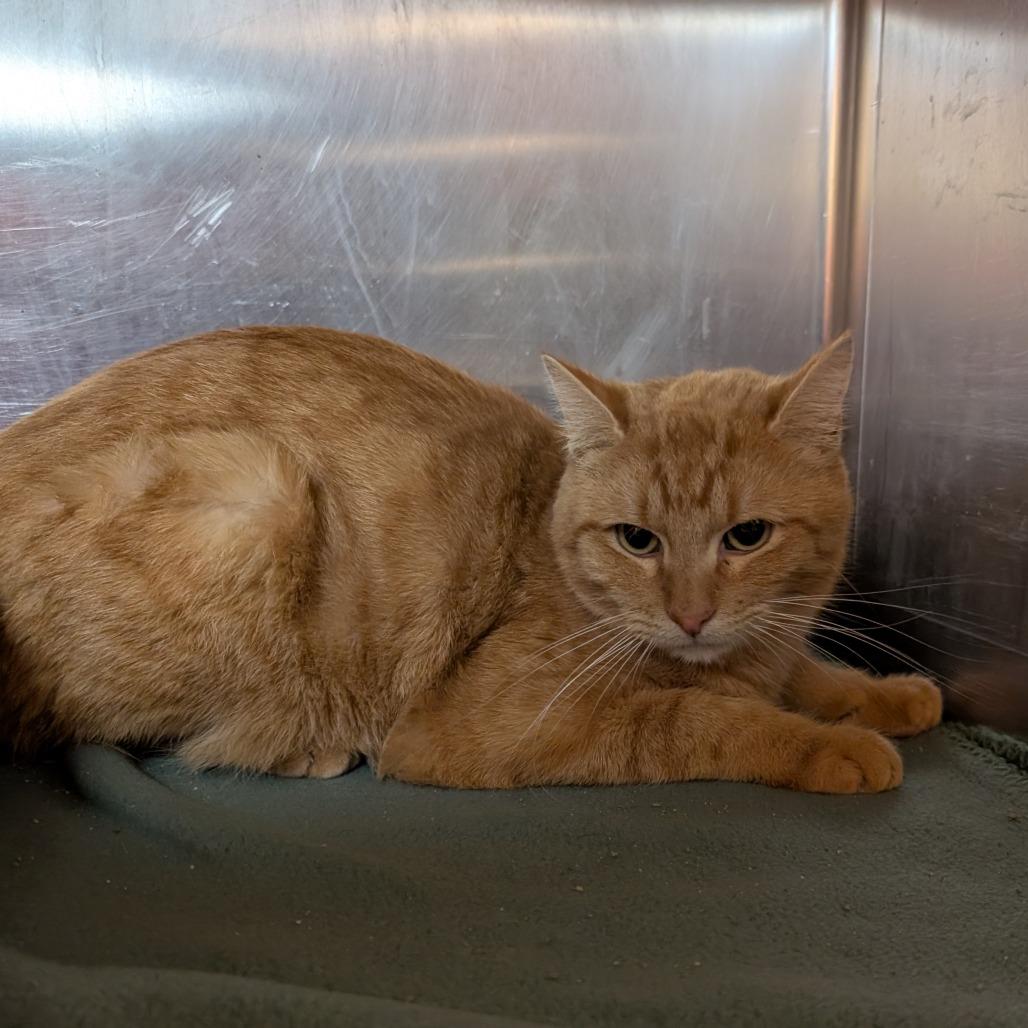 Phoenix, Adoptable, Adult Male Domestic Short Hair.