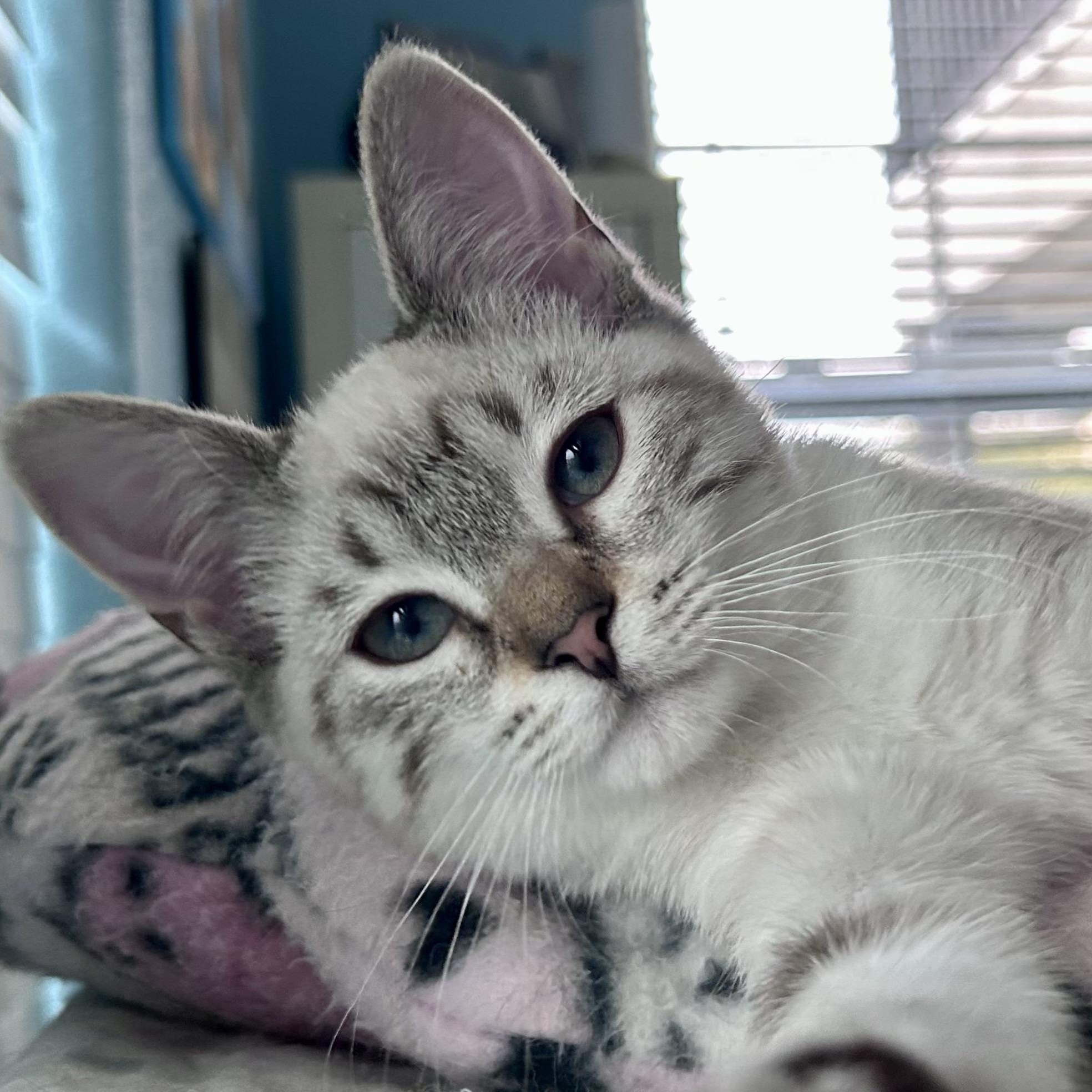 Lalandi, Adopted, Young Female Siamese.