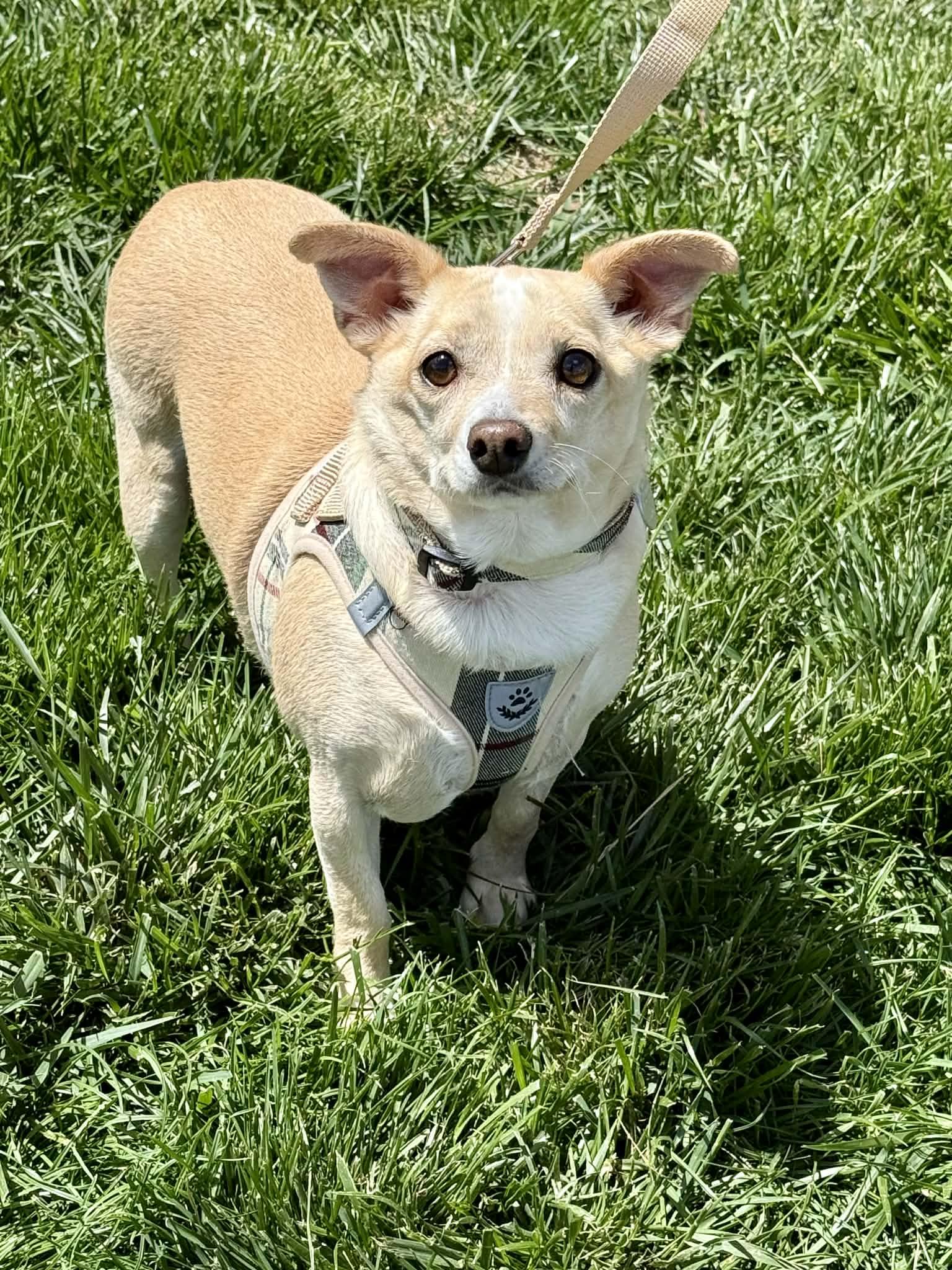 Mr. Peanut, Adoptable, Adult Male Chihuahua.