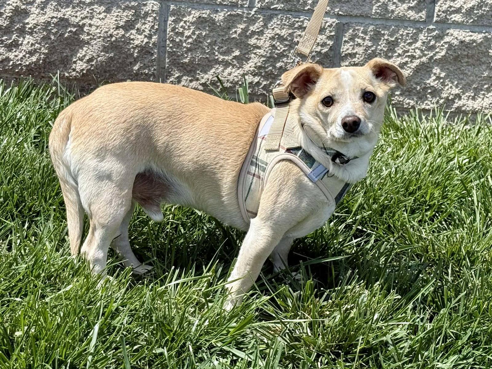 Mr. Peanut, a Adoptable Chihuahua in Lee's Summit, MO image 2/3