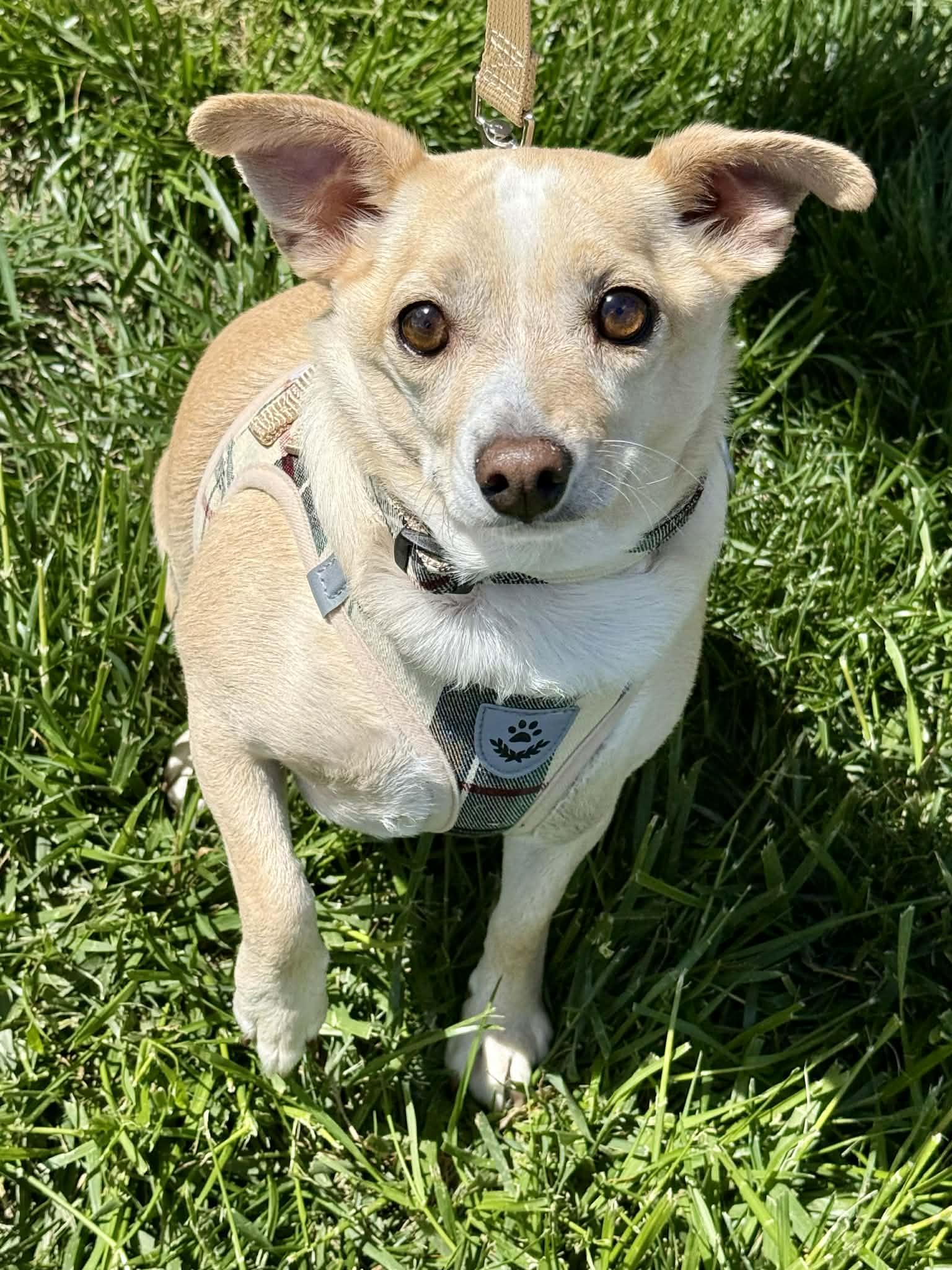 Mr. Peanut, a Adoptable Chihuahua in Lee's Summit, MO image 3/3