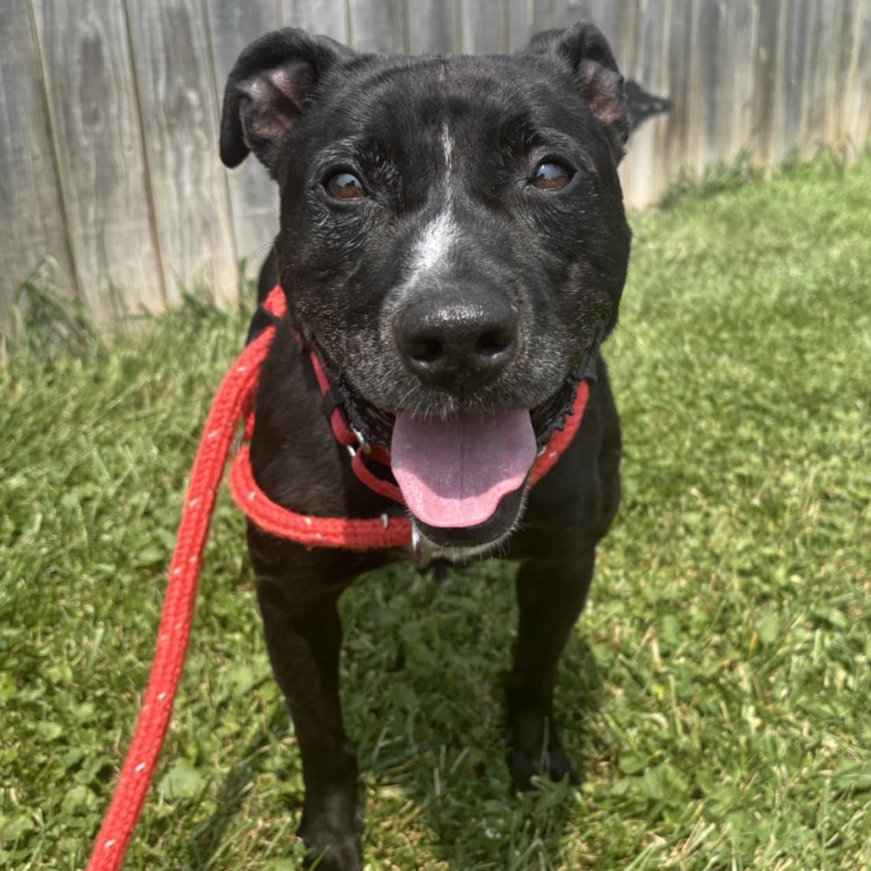 George, Adoptable, Adult Male Terrier.