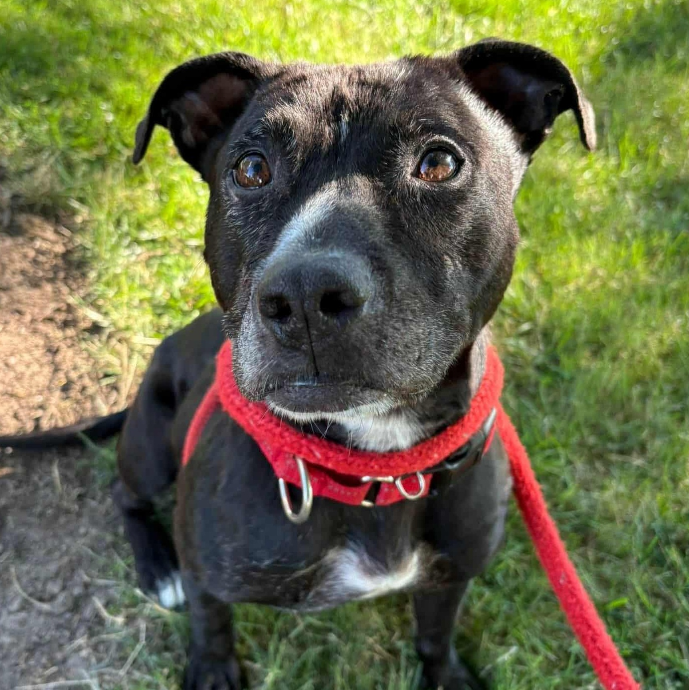 George, Adoptable, Adult Male Terrier.