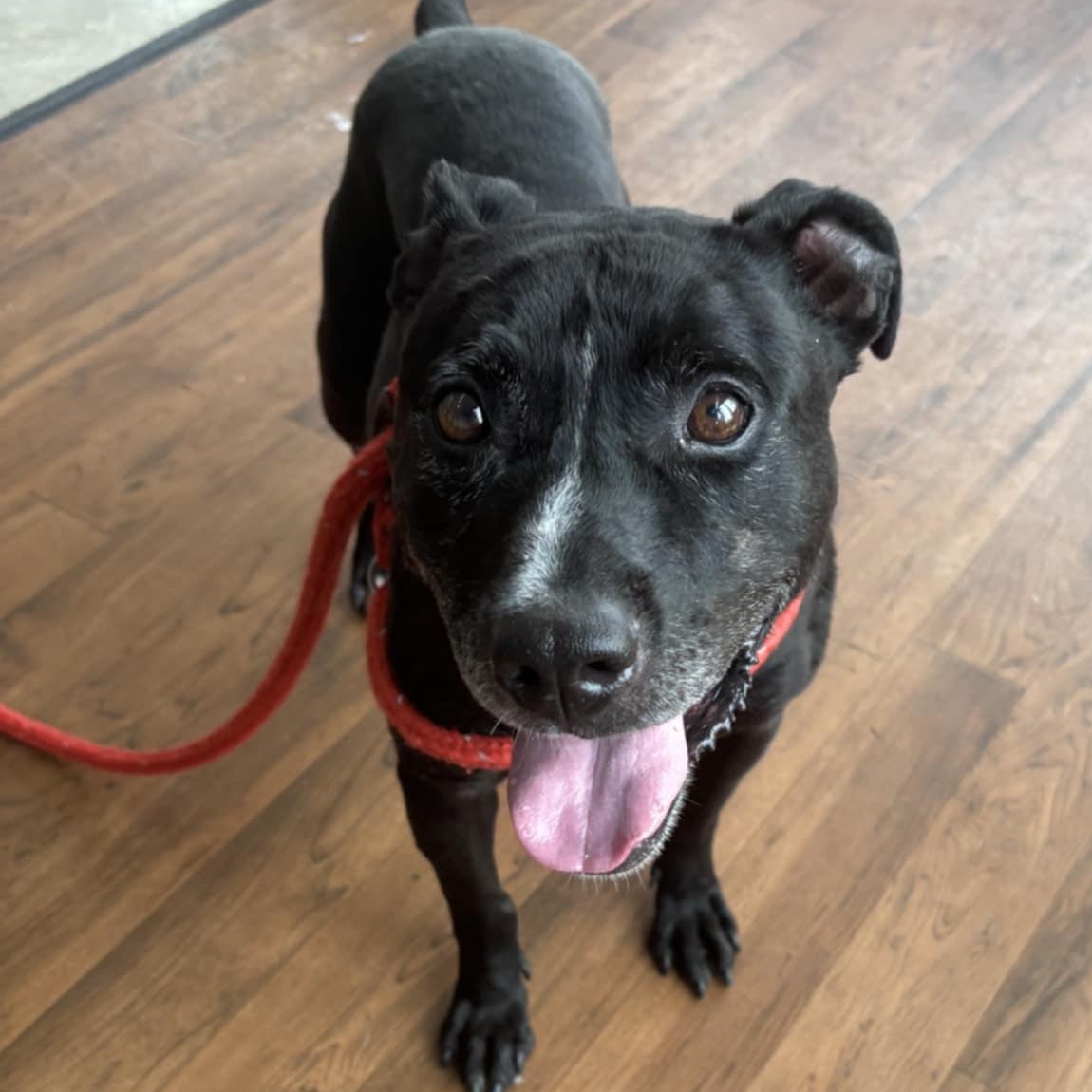 George, a Adoptable Terrier in North Syracuse, NY image 3/4