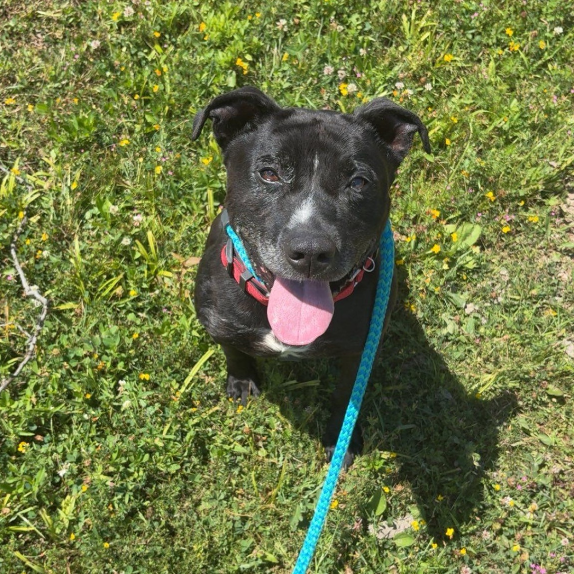 George, a Adoptable Terrier in North Syracuse, NY image 4/4