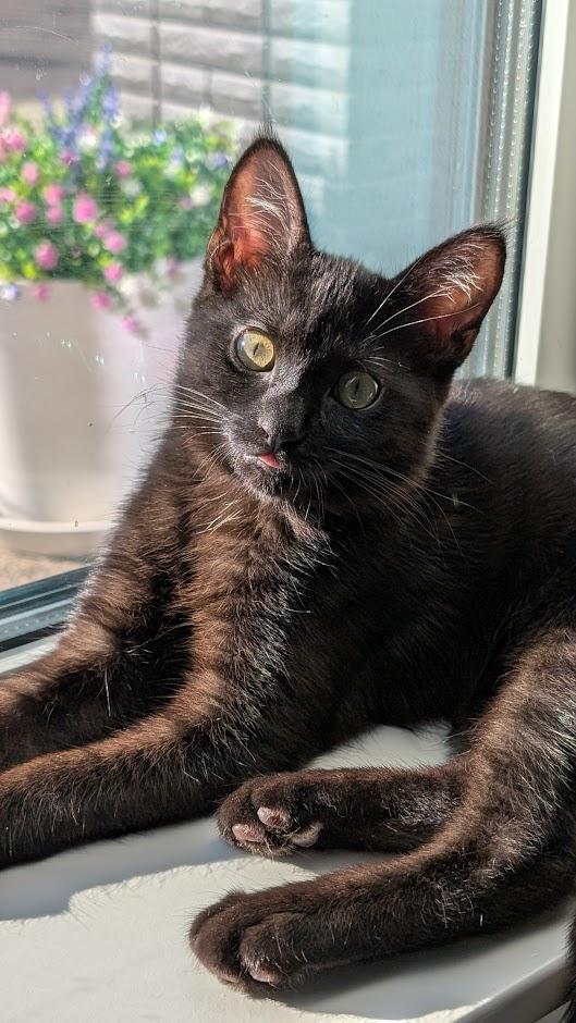 Amythest - AKA Amy - AUGUST ADOPTION SPECIAL