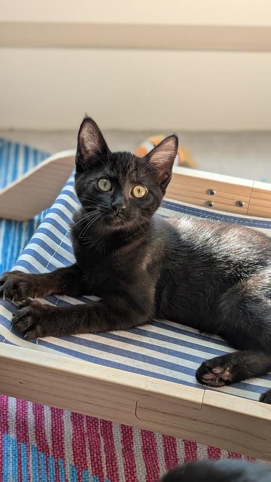 Amythest - AKA Amy - AUGUST ADOPTION SPECIAL