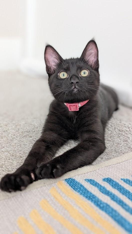 Amythest - AKA Amy - AUGUST ADOPTION SPECIAL
