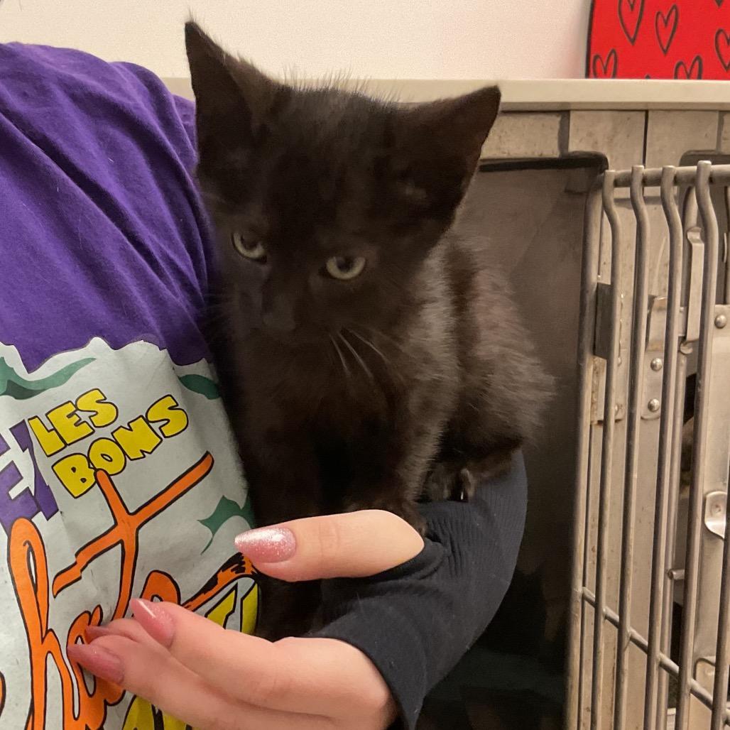 Solstice, Adoptable, Young Female Domestic Short Hair.