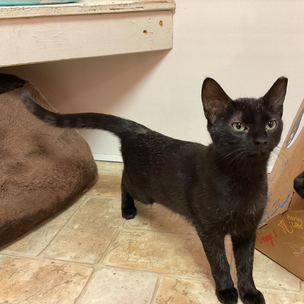 Solstice, a Adoptable Domestic Short Hair in Monroe, LA image 2/2