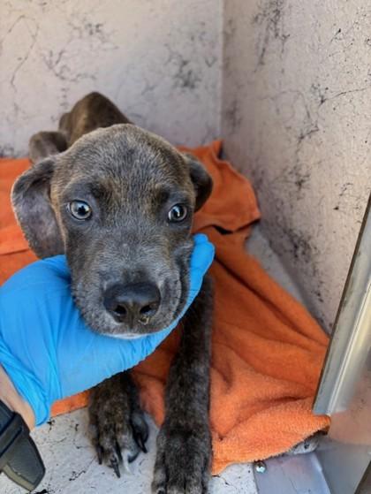 Laki, Adoptable, Young Male Pit Bull Terrier & Mixed Breed.