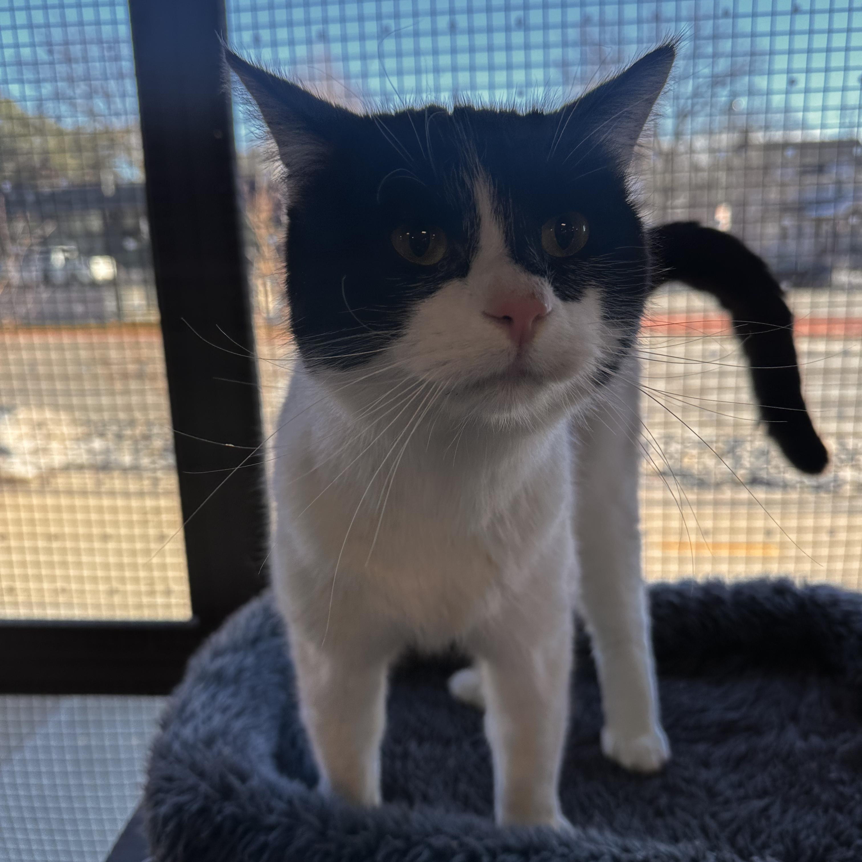 Enlarge Bob, a ADOPTABLE Domestic Short Hair in Pardeeville, WI image 3/6